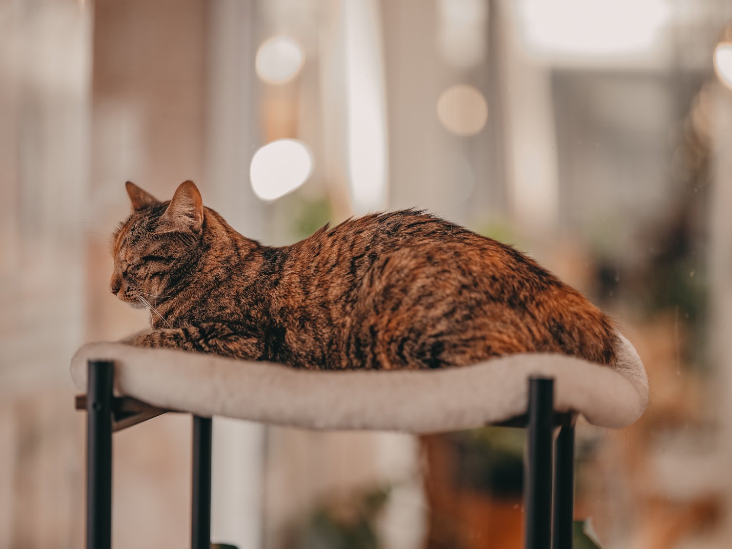 Hôtel Cat